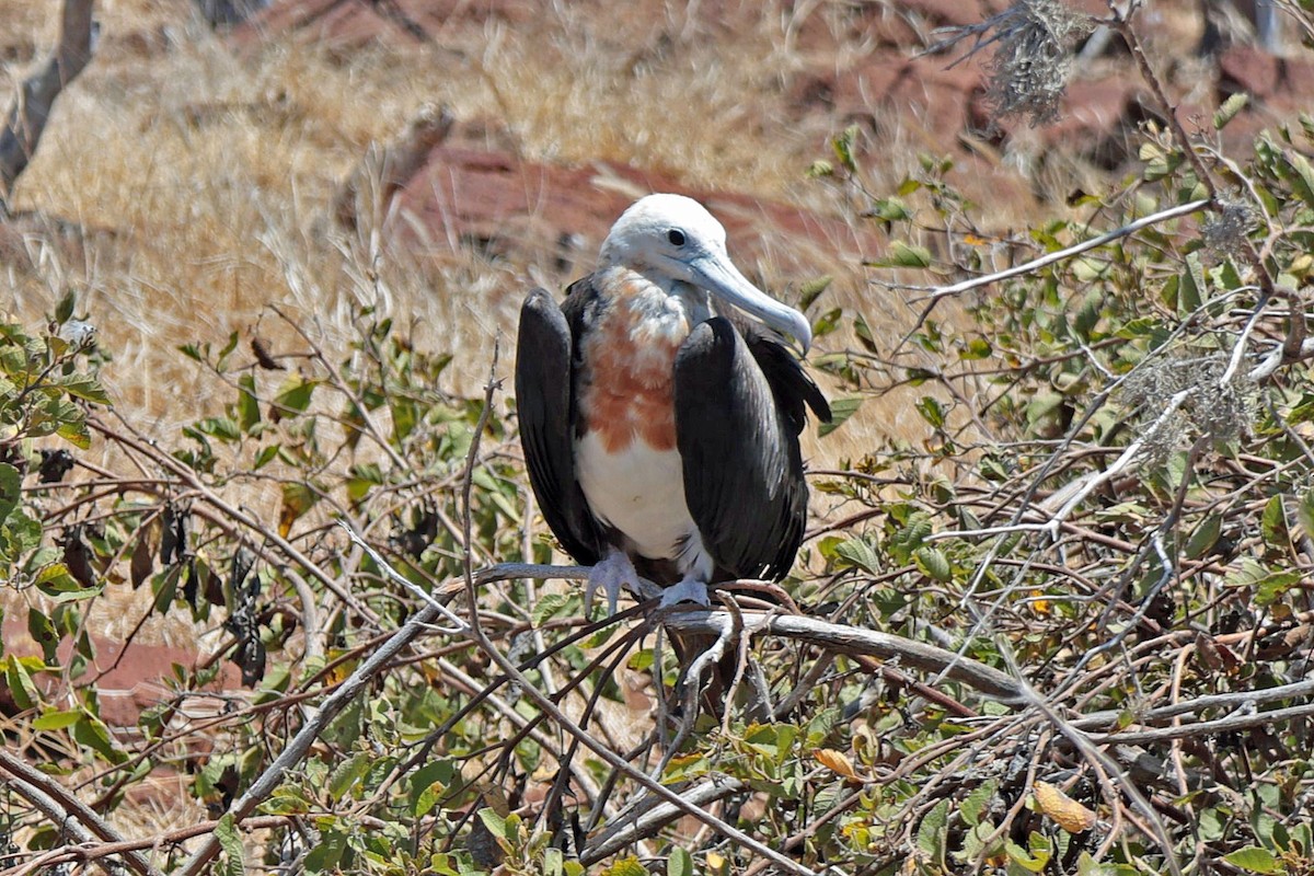 Great Frigatebird - ML644521473