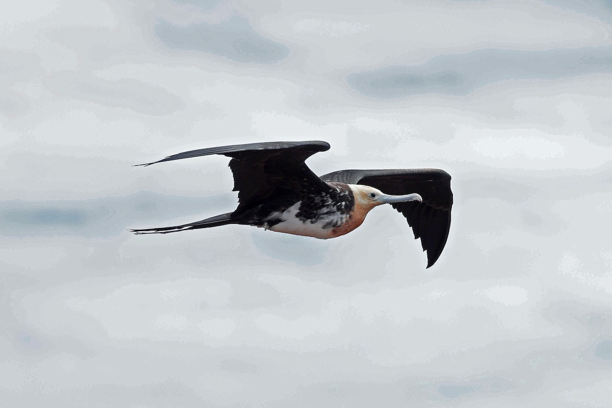 Great Frigatebird - ML644521474