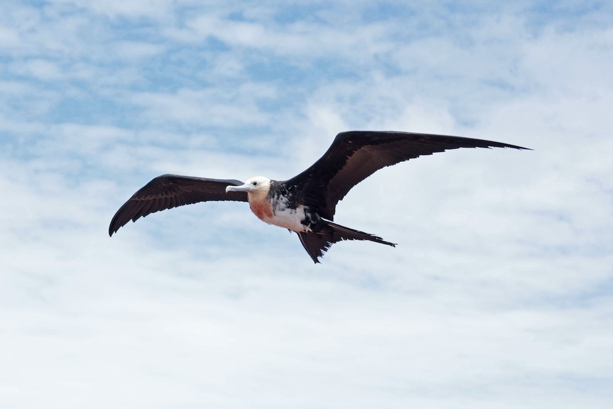 Great Frigatebird - ML644521475