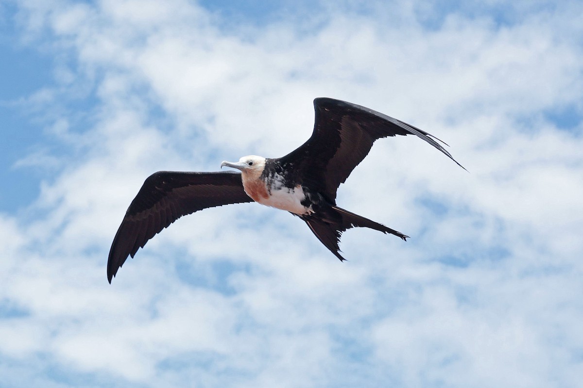 Great Frigatebird - ML644521476