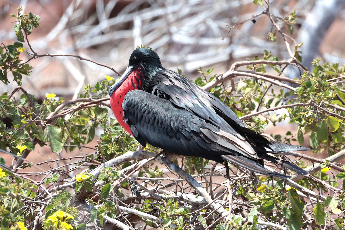 Great Frigatebird - ML644521477