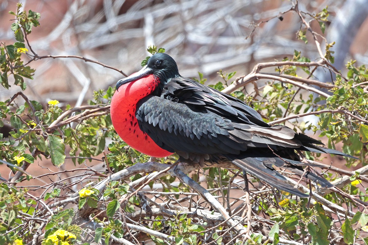 Great Frigatebird - ML644521478