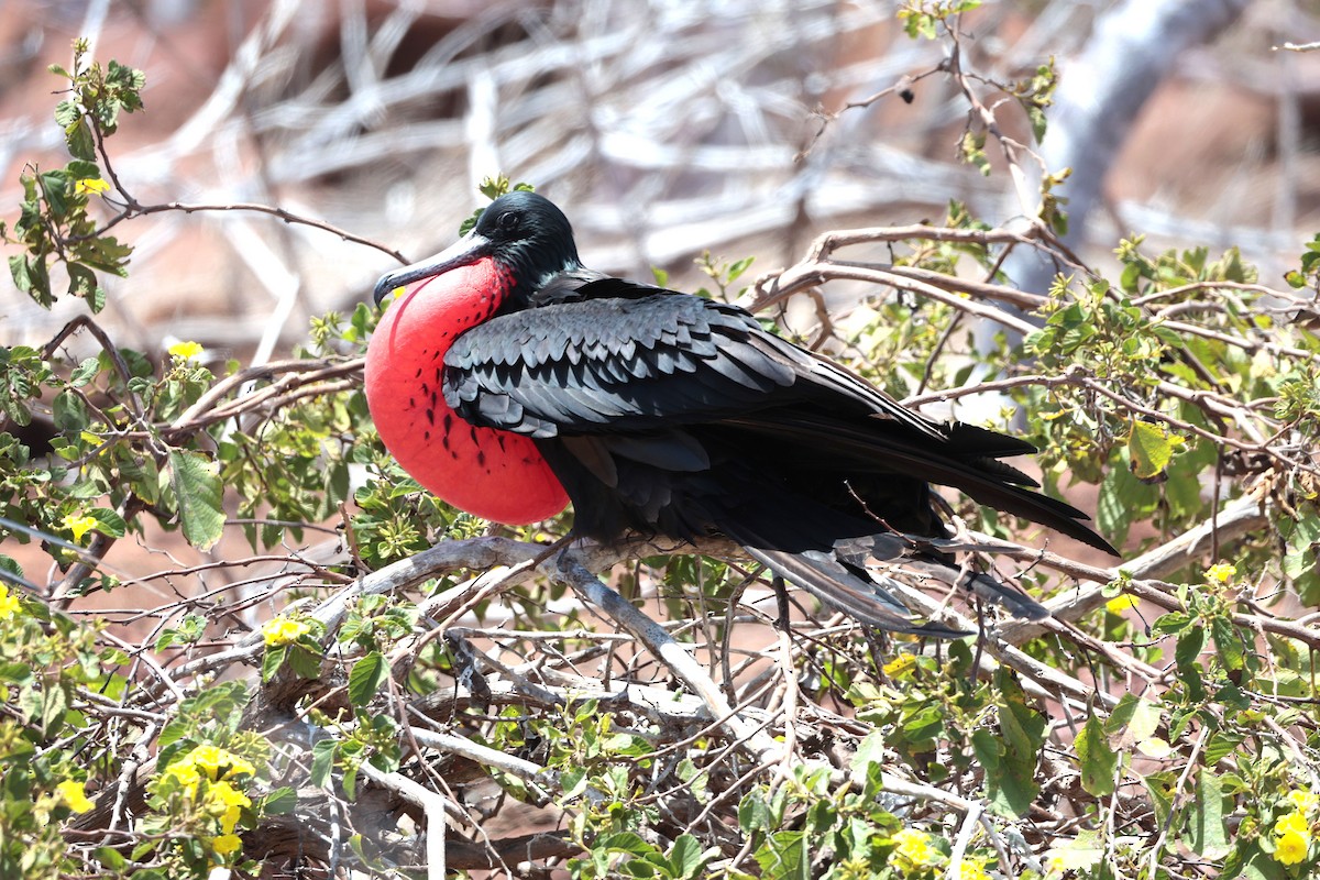 Great Frigatebird - ML644521479