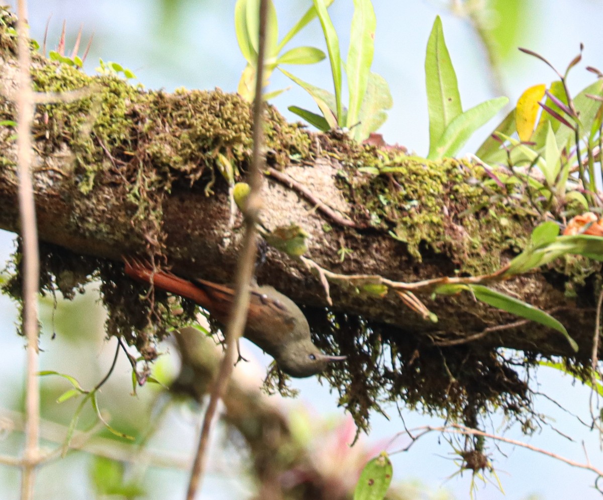 Olivaceous Woodcreeper - ML644521480