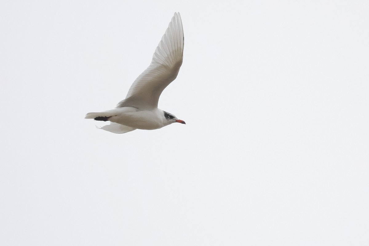 Mediterranean Gull - ML644521485