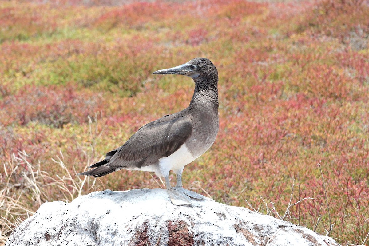 Сула блакитнонога - ML644521486