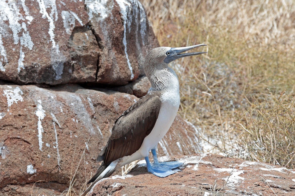 Сула блакитнонога - ML644521487