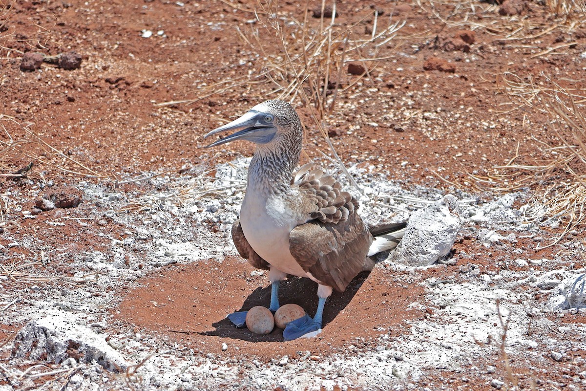 Сула блакитнонога - ML644521488