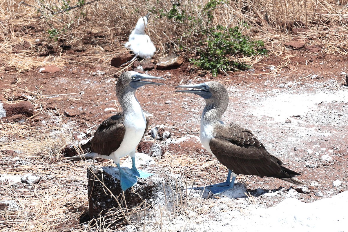 Сула блакитнонога - ML644521489