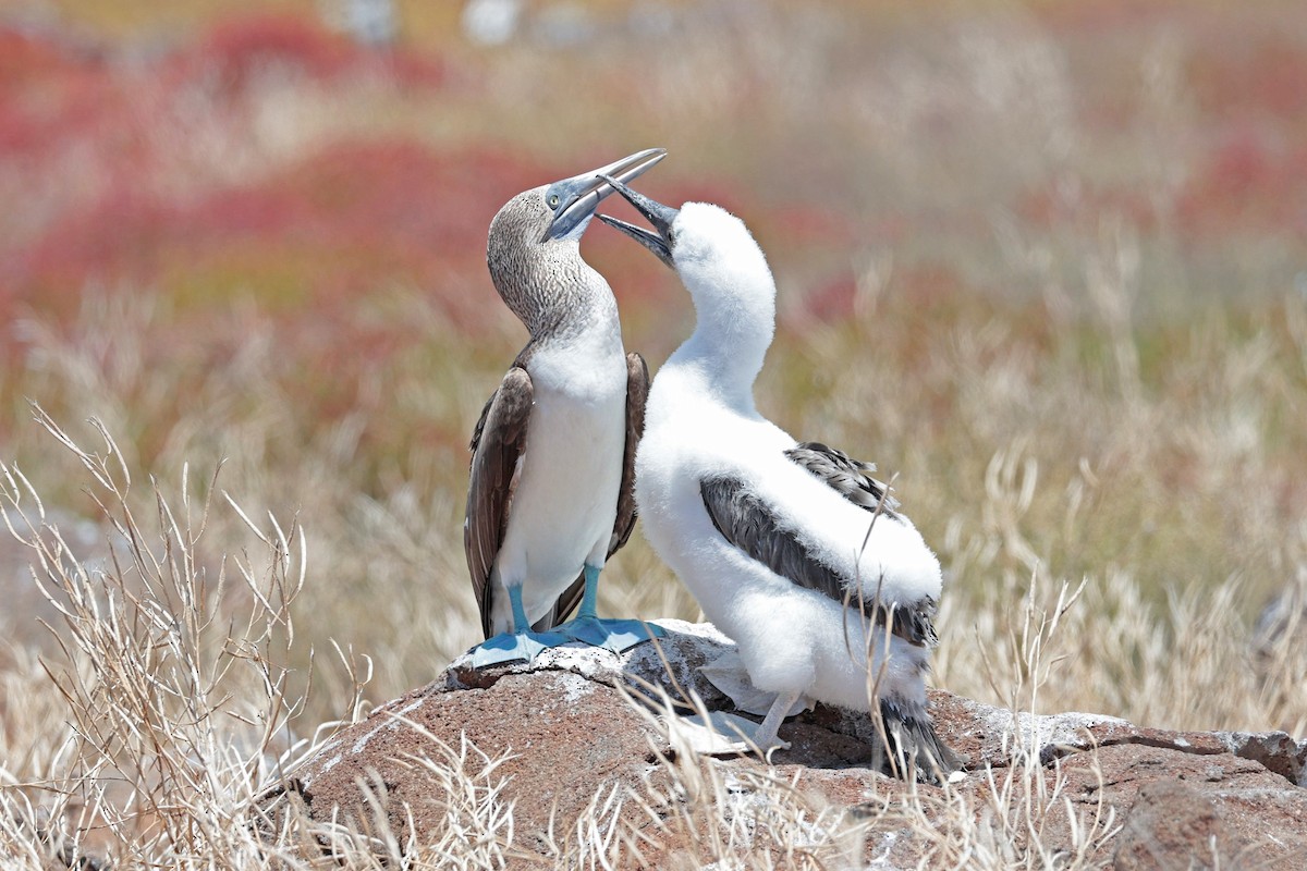 Сула блакитнонога - ML644521490