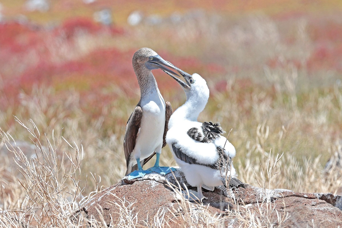 Сула блакитнонога - ML644521491