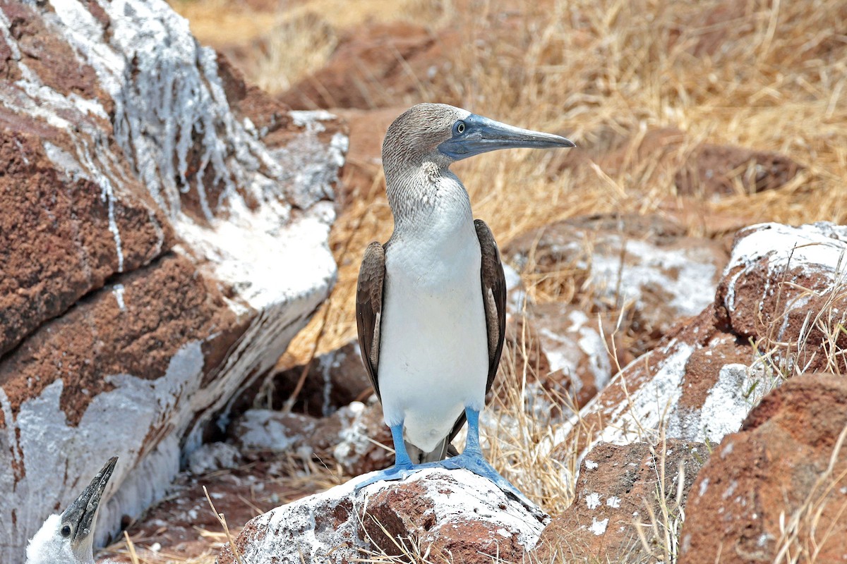 Сула блакитнонога - ML644521492