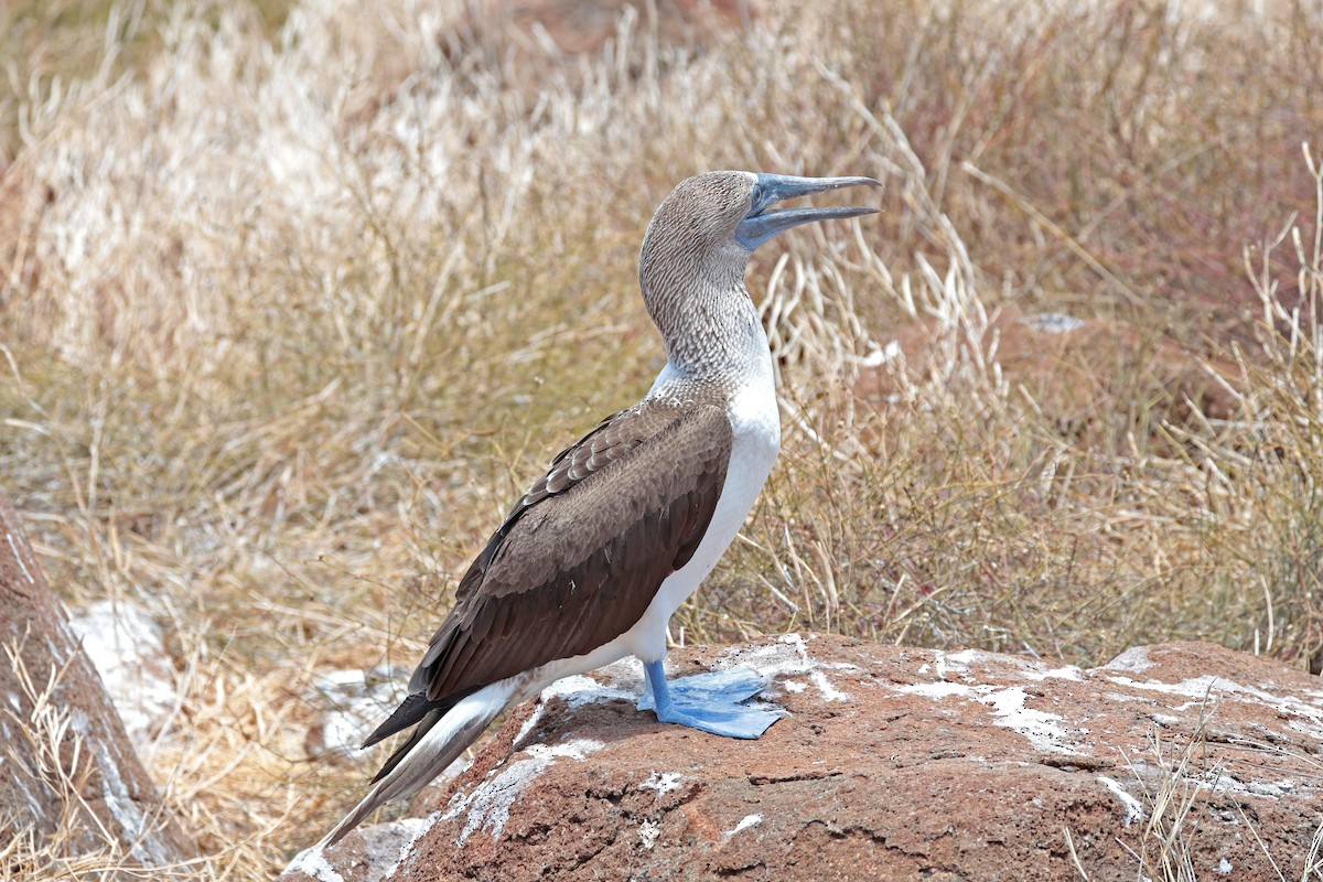 Сула блакитнонога - ML644521493