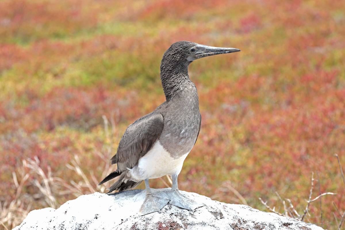 Сула блакитнонога - ML644521494