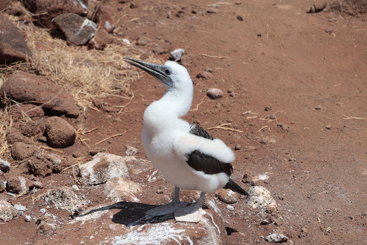 Сула блакитнонога - ML644521495