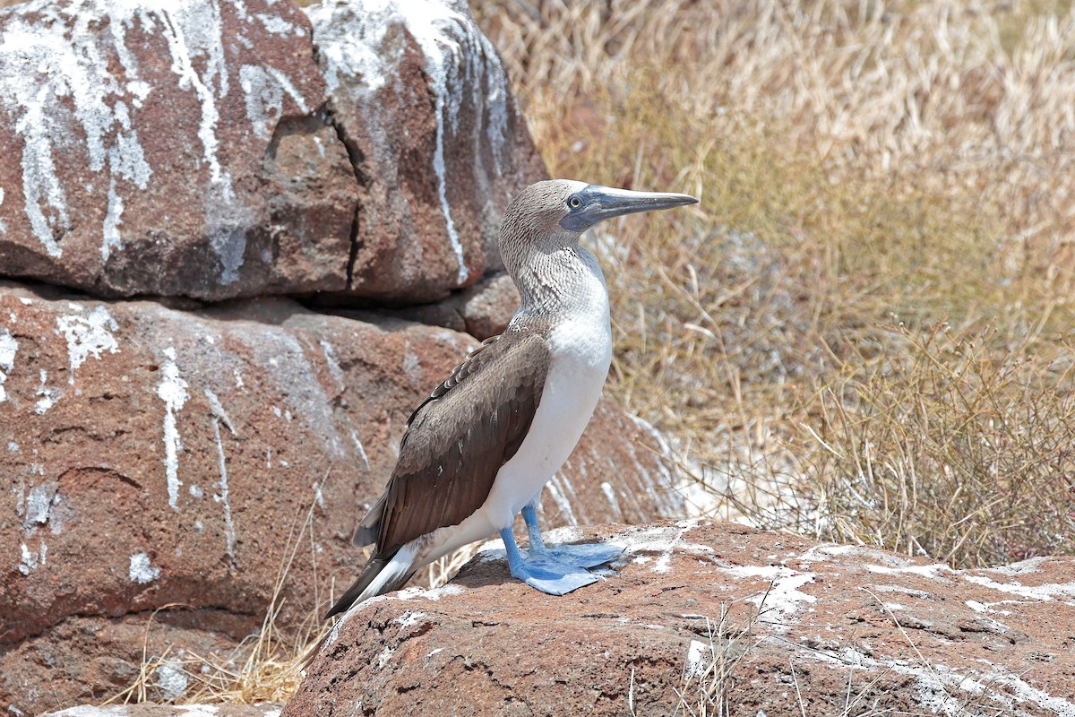 Сула блакитнонога - ML644521496