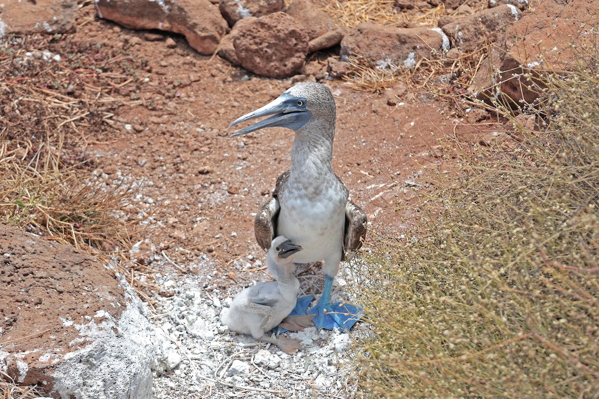 Сула блакитнонога - ML644521497