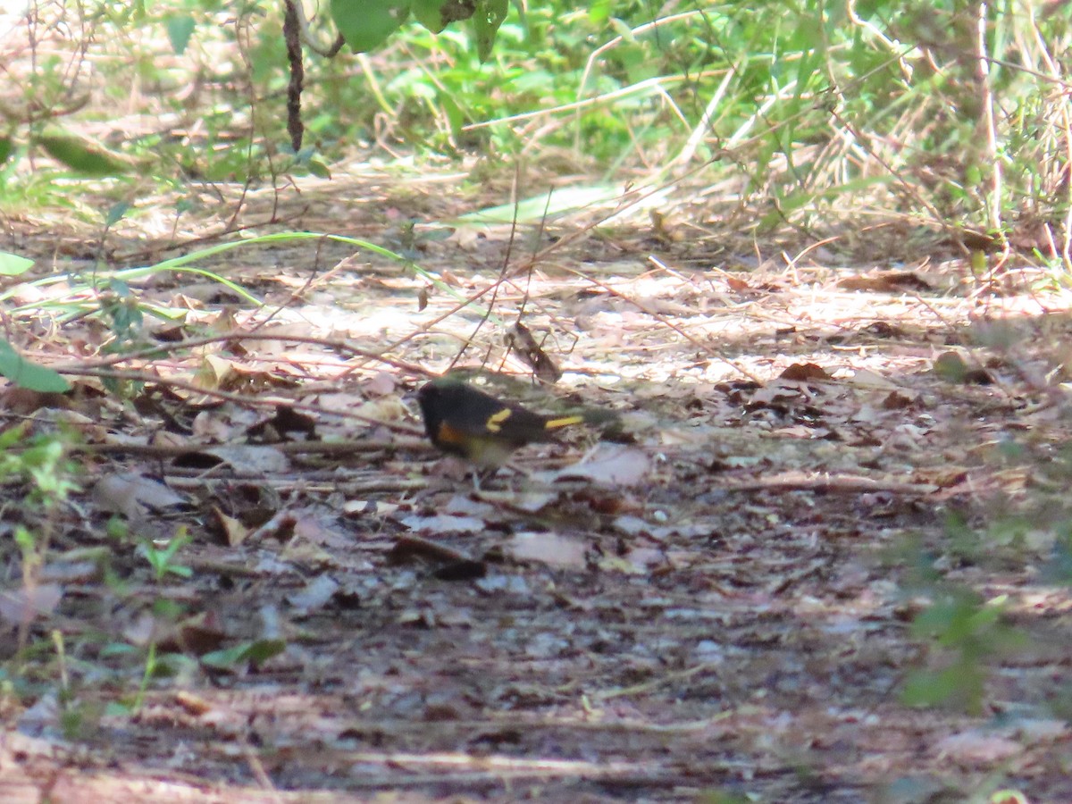 American Redstart - ML644521498