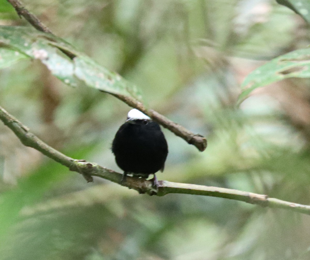 White-crowned Manakin - ML644521502