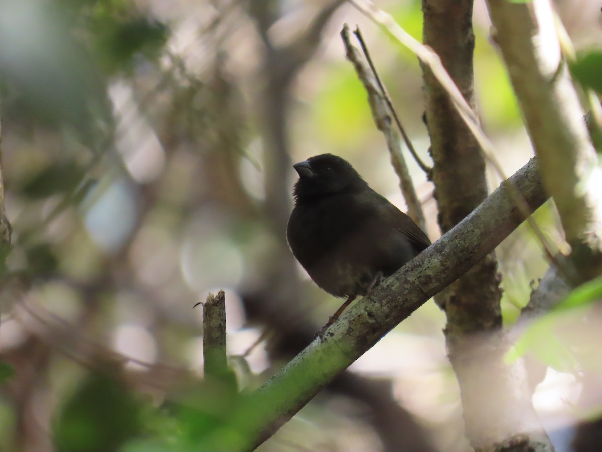 Black-faced Grassquit - ML644521505