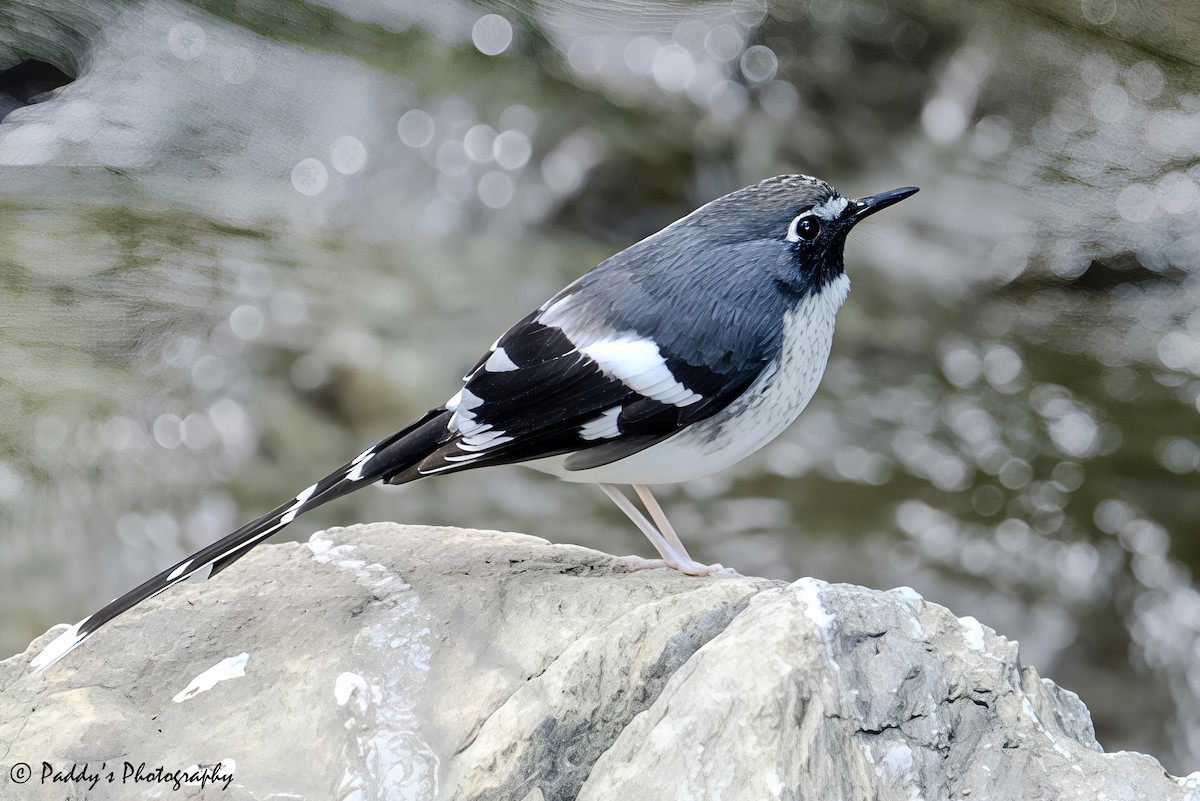 Slaty-backed Forktail - ML644521507