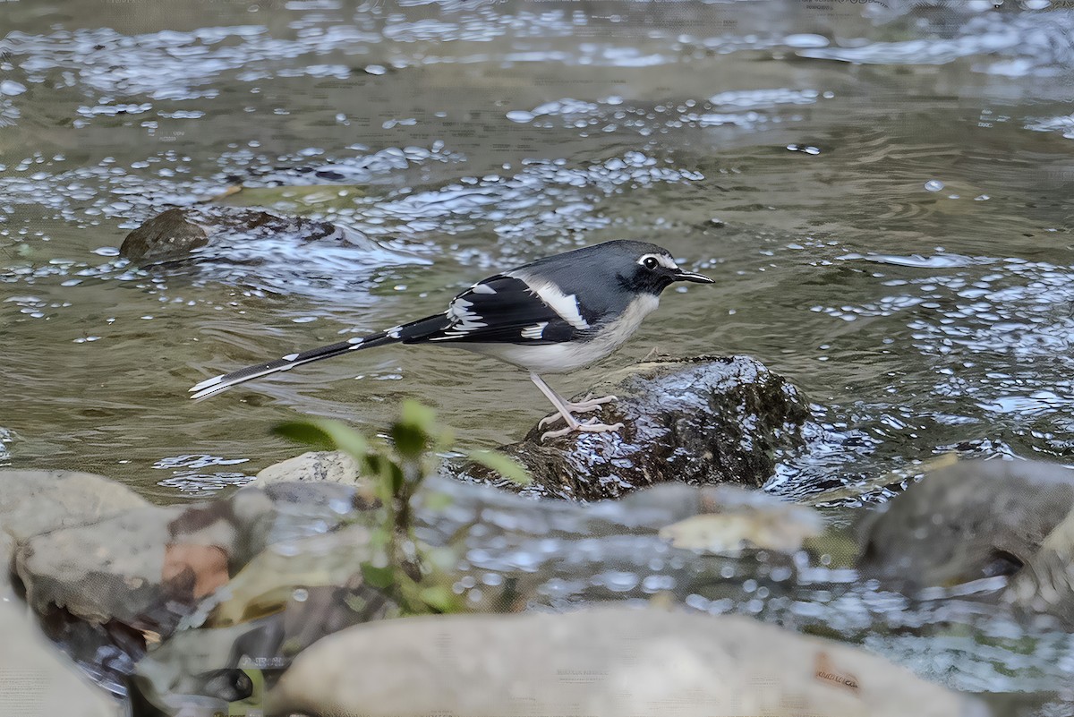 Slaty-backed Forktail - ML644521508