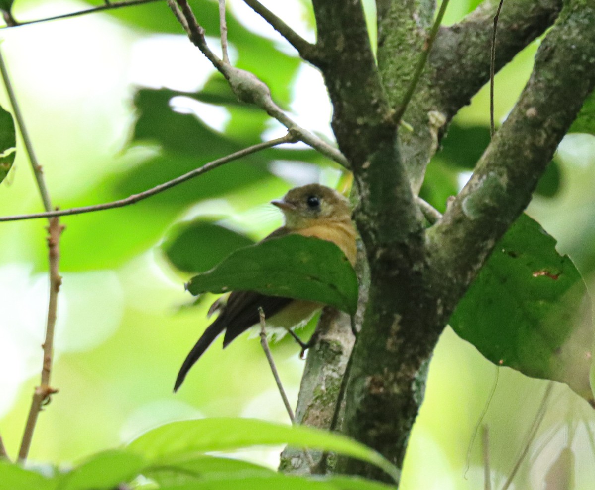 Sulphur-rumped Flycatcher - ML644521522