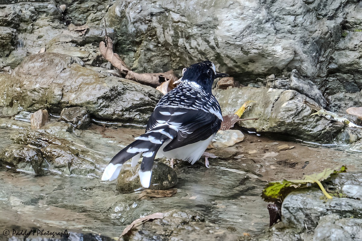 Spotted Forktail - ML644521524