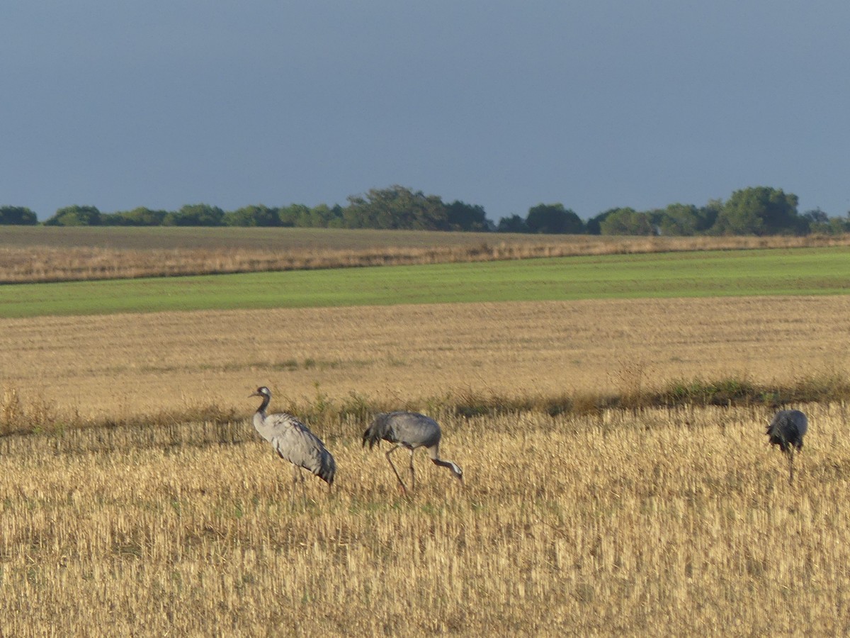 クロヅル - ML644521532