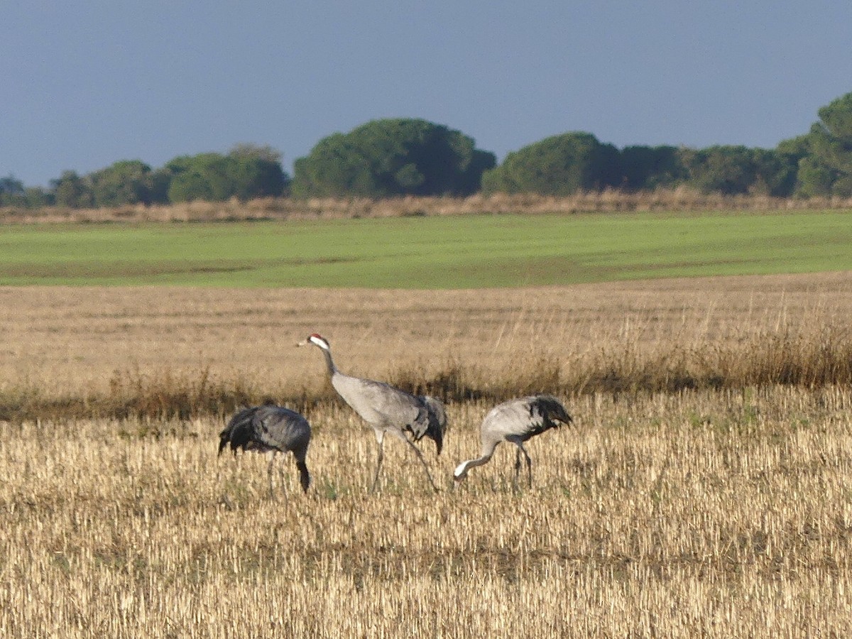 クロヅル - ML644521533