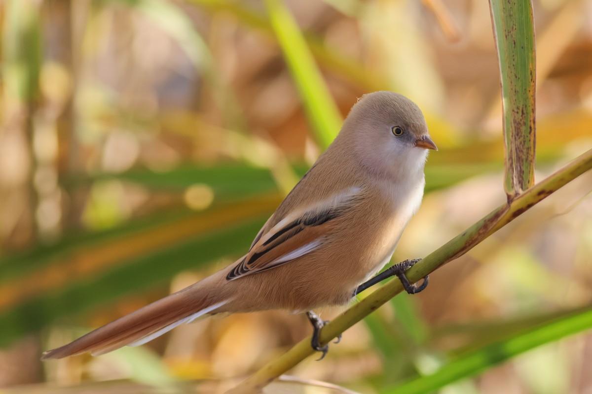 Bıyıklı Baştankara - ML644521534