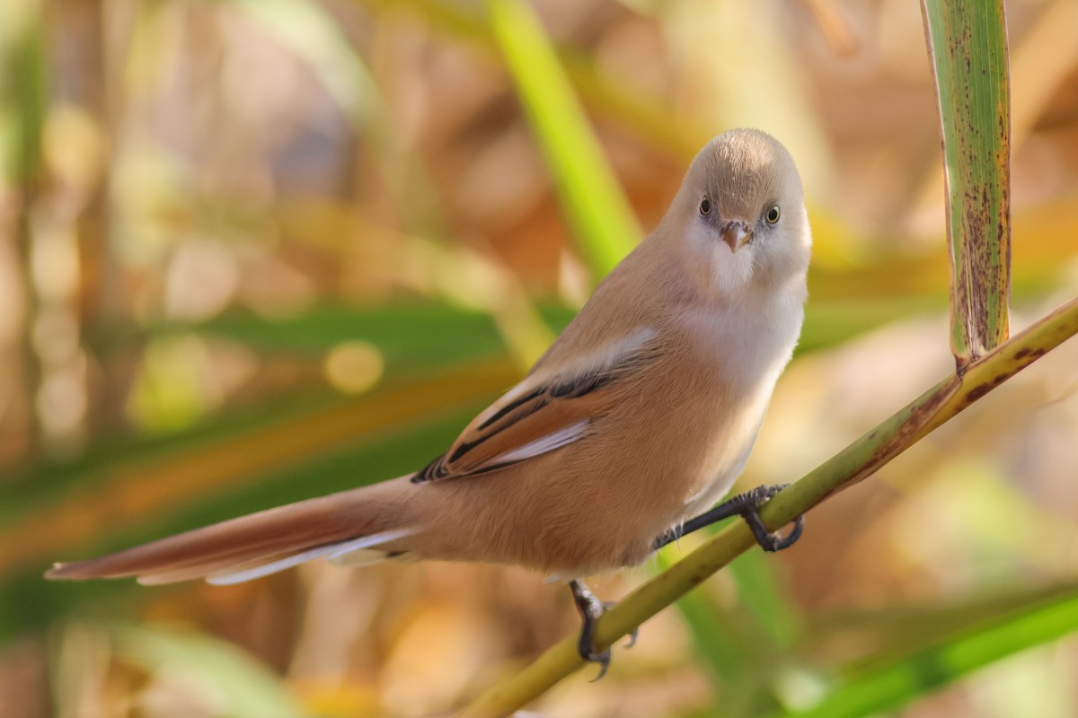 Bıyıklı Baştankara - ML644521542