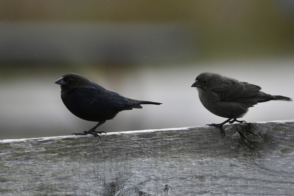 Brown-headed Cowbird - ML644521554