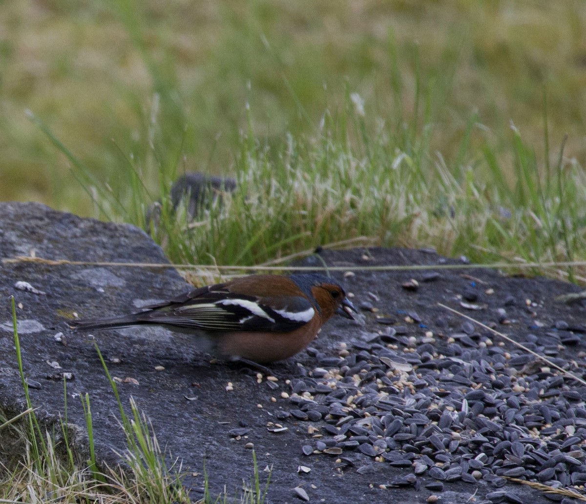 Common Chaffinch - ML644521558