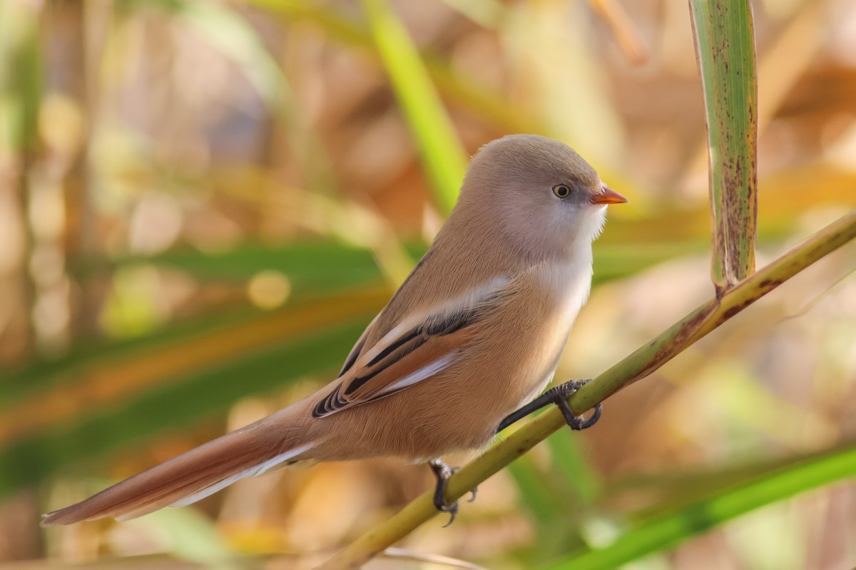 Bıyıklı Baştankara - ML644521560