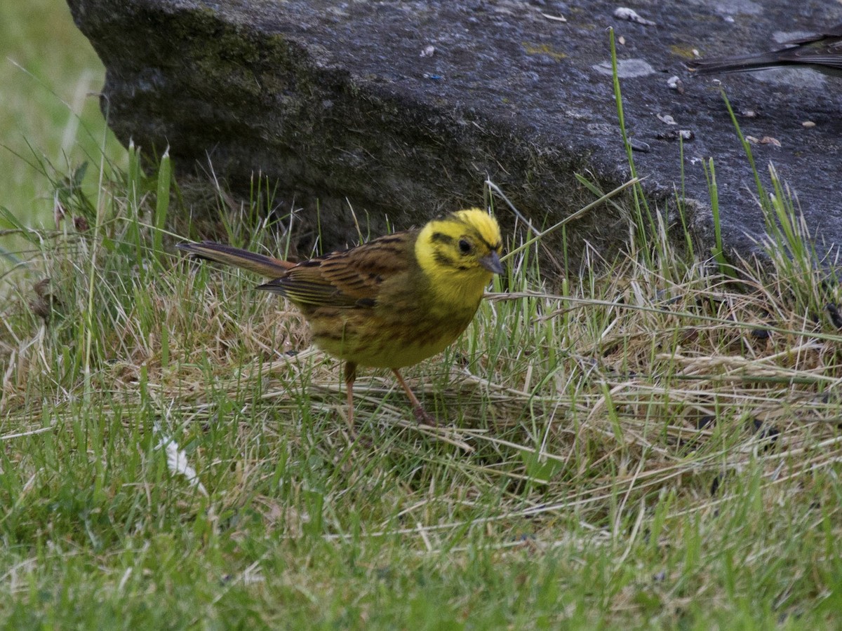 Yellowhammer - ML644521562