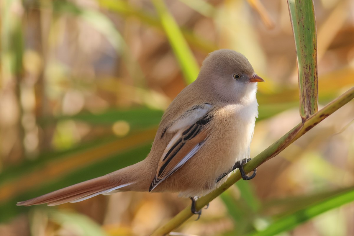 Bıyıklı Baştankara - ML644521568