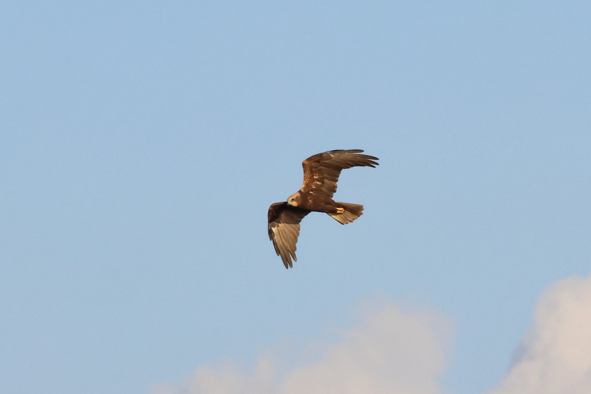 西方澤鵟 - ML644521571