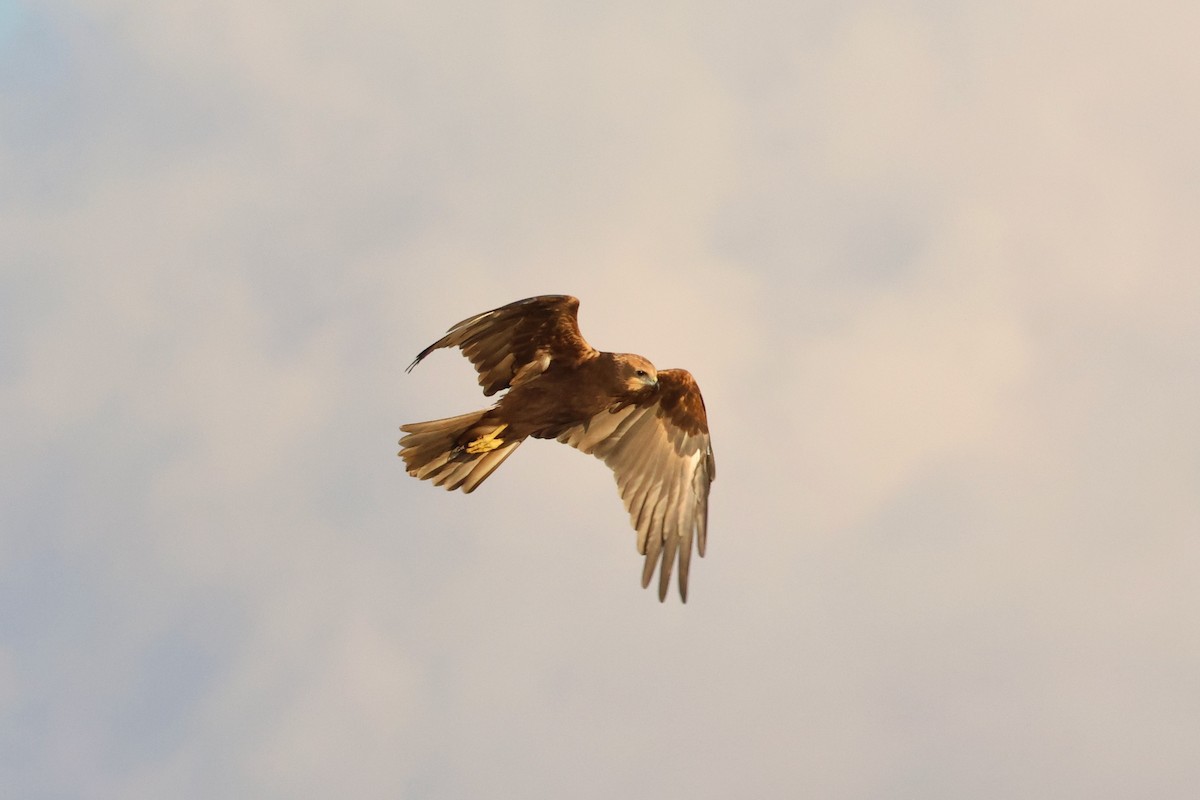 Western Marsh Harrier - ML644521572