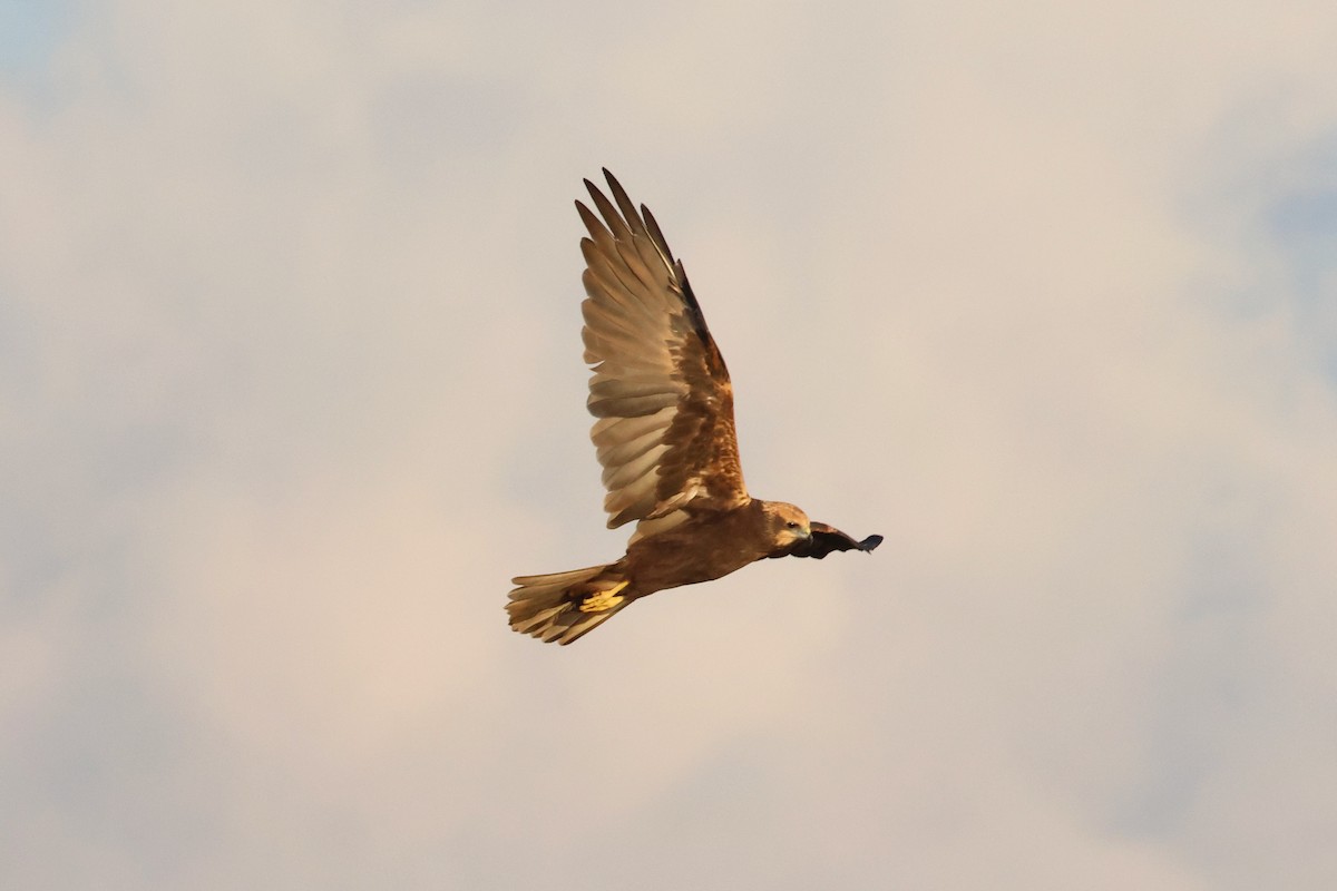 西方澤鵟 - ML644521573