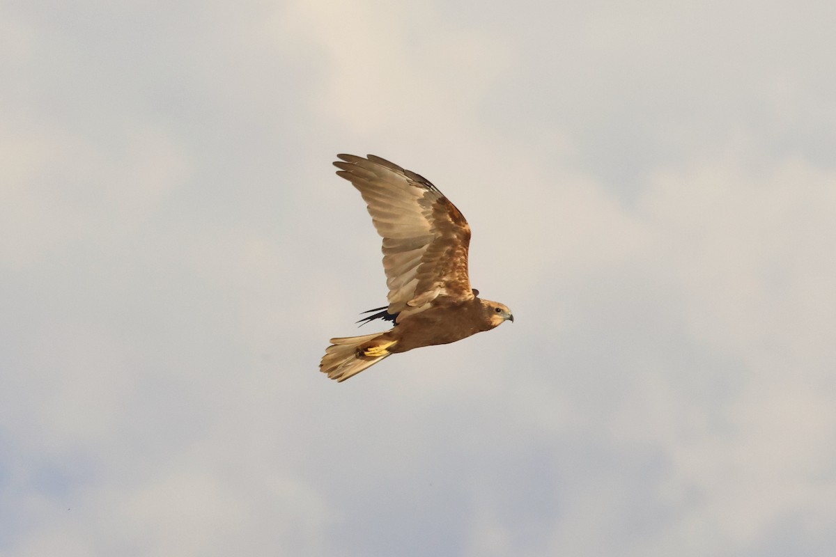 西方澤鵟 - ML644521574