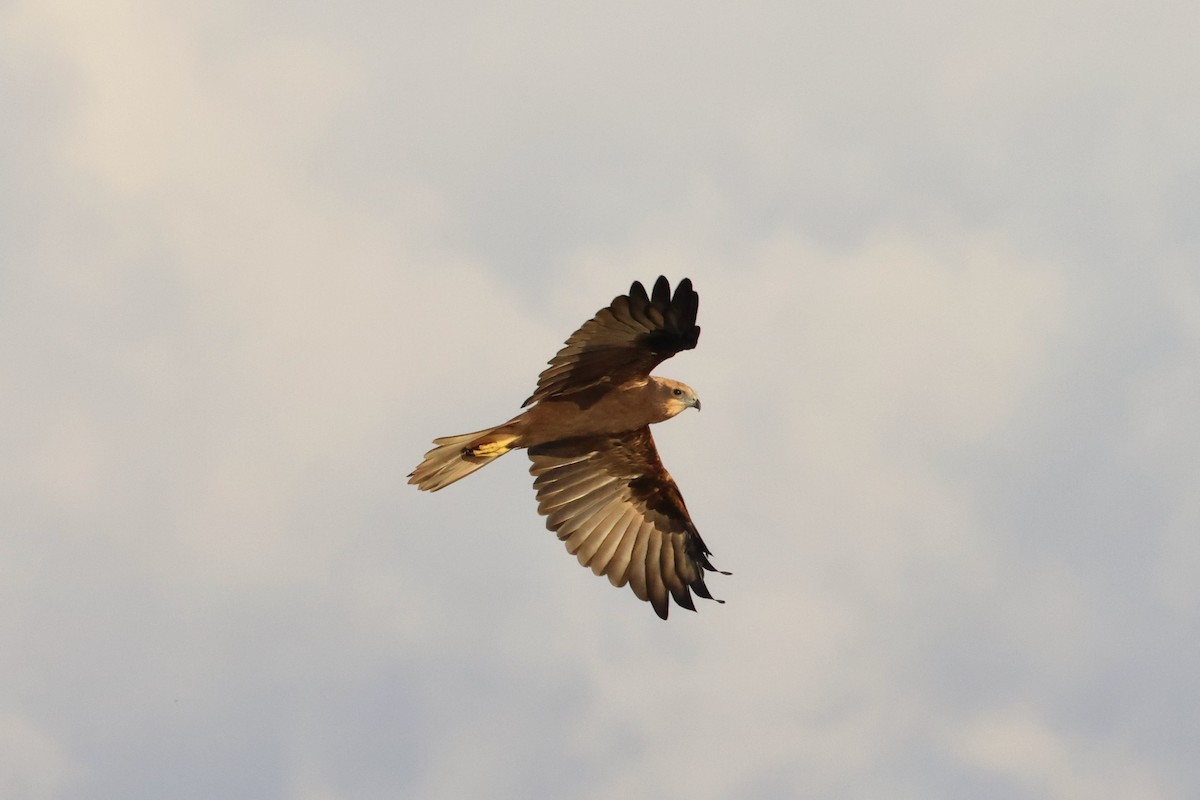 西方澤鵟 - ML644521575