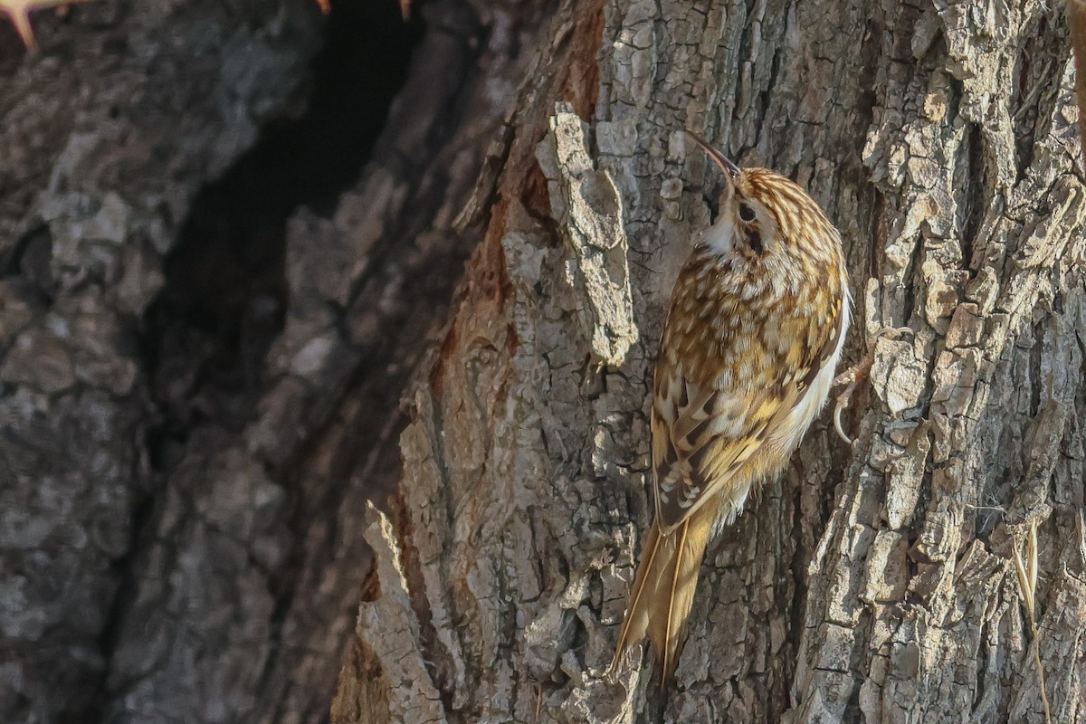 キバシリ - ML644521590