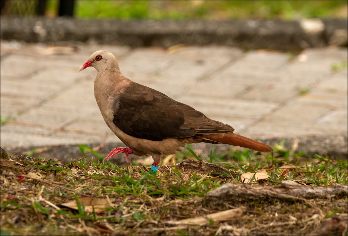 Pink Pigeon - ML644521595