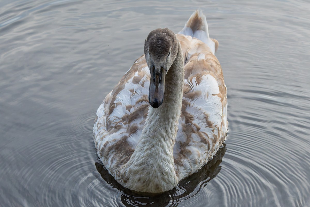 Mute Swan - ML644521606