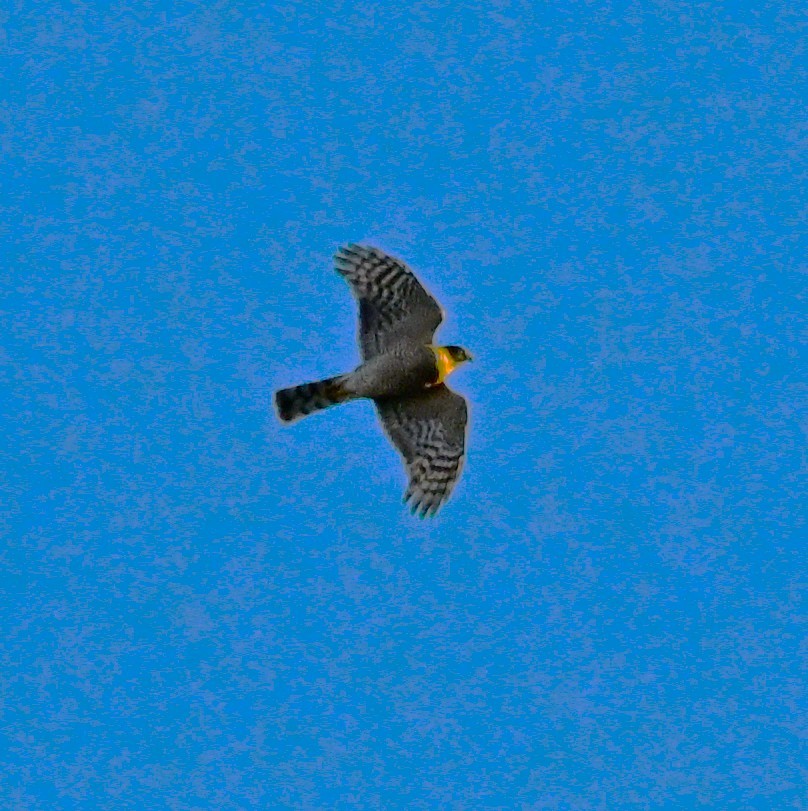 Gavilán Americano - ML644521617