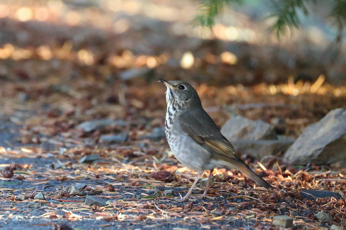 Grive solitaire - ML644521628