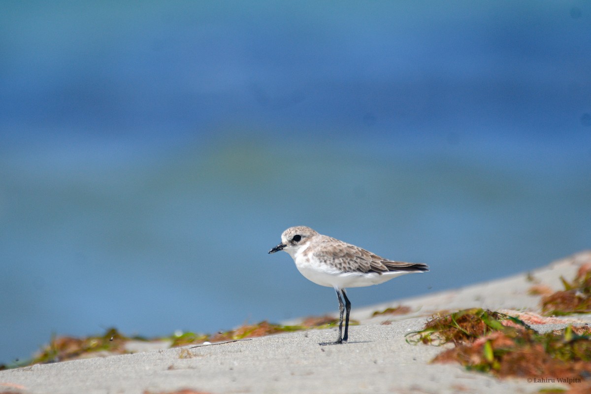 Tibetan Sand-Plover - ML644521643