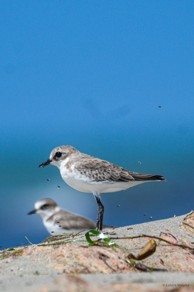 tibetlo - ML644521644