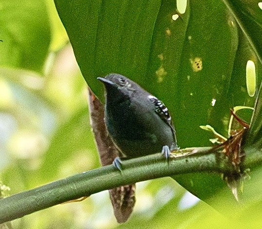 シラナミヒメアリサザイ - ML644521669